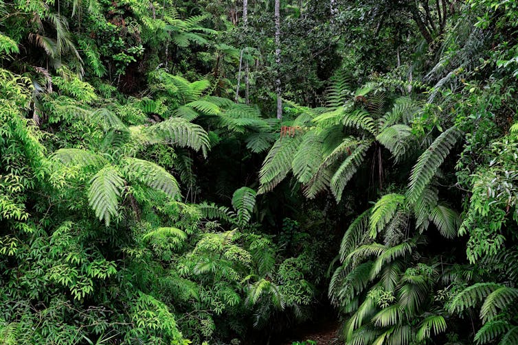 A fern-filled gully in the tropical rain forest near Kuranda in Queensland.