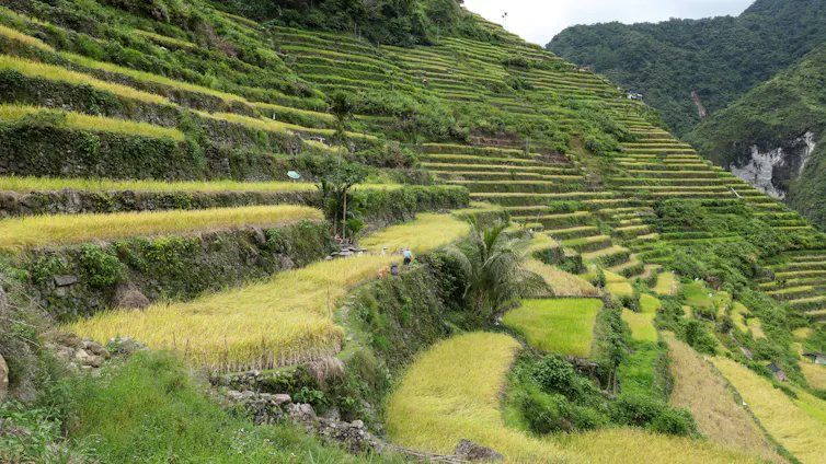 A view of a hillside with level sections built into it.