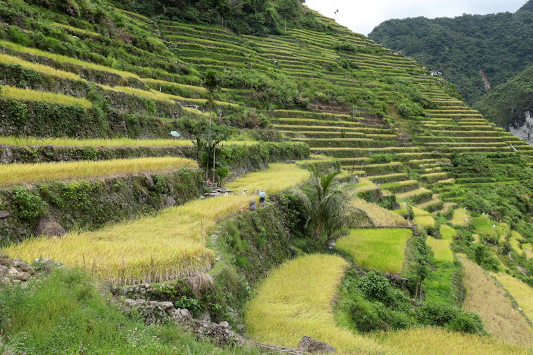 A view of a hillside with level sections built into it.