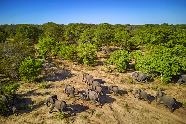 A group of wild elephants