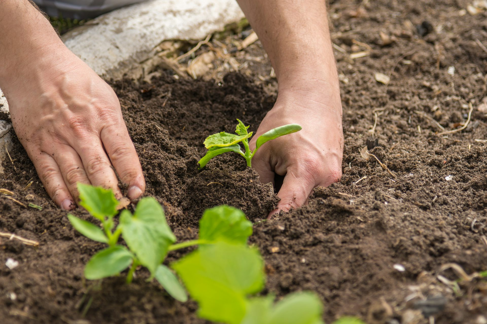 Close up of a gardeners hands planting green plant