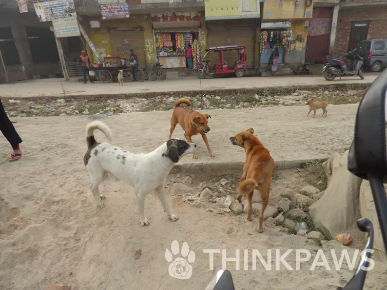three dogs growling at each other in India