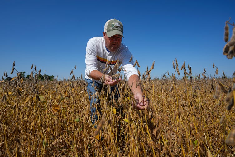 A man in a field reaches toward a plant.