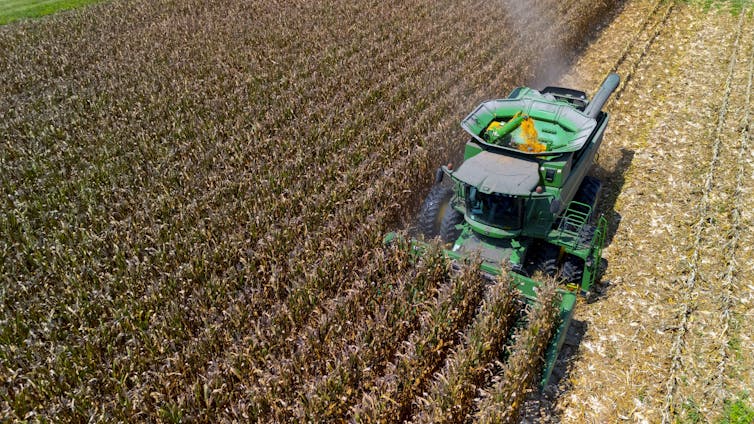 A large green machine moves through rows of crops.