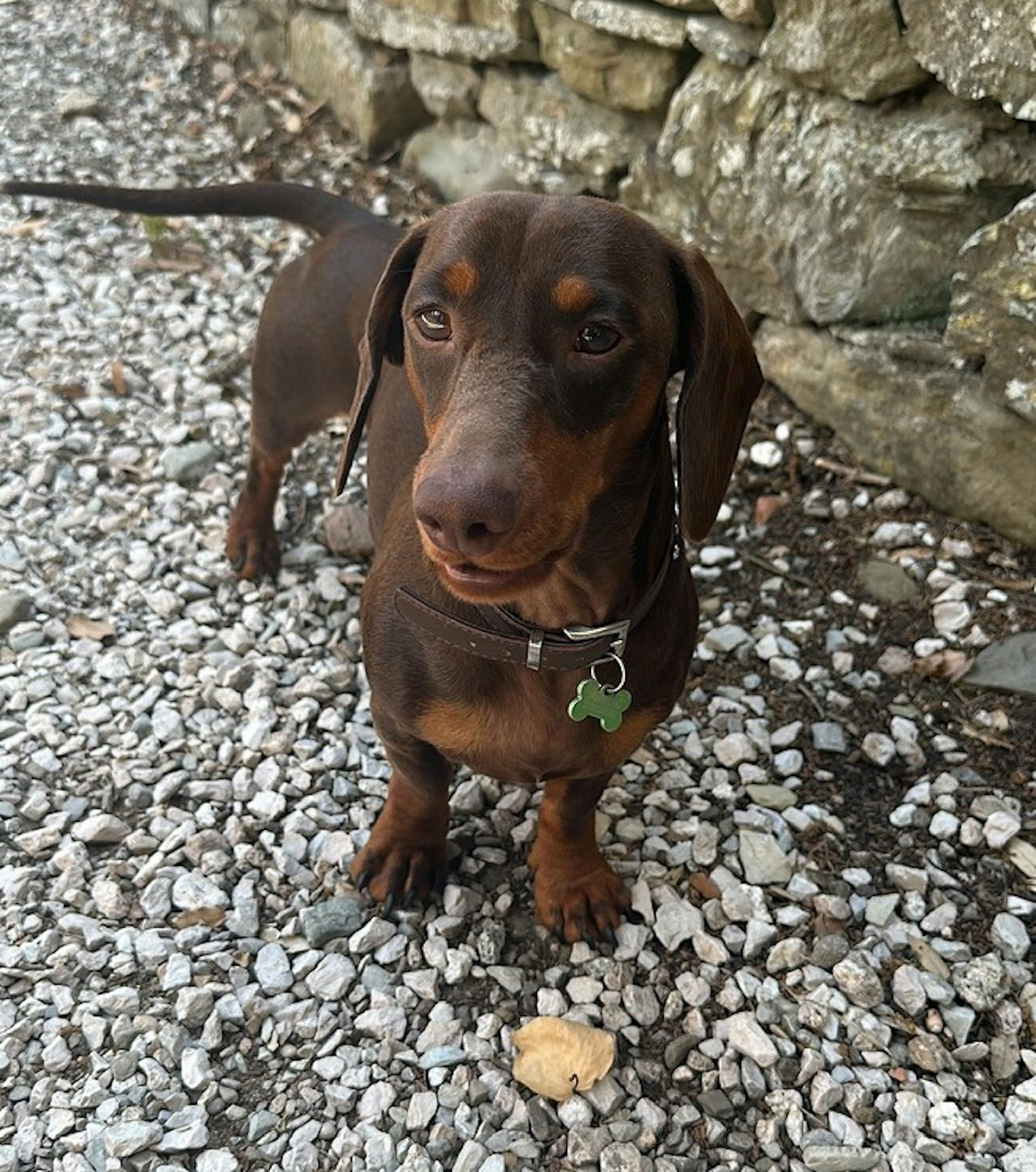 Un pequeño perro salchicha de aspecto amigable.