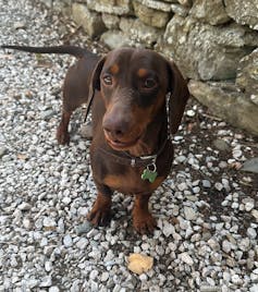 Un pequeño perro salchicha de aspecto amigable.