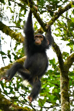 un joven chimpancé cuelga de una rama en la copa de un árbol