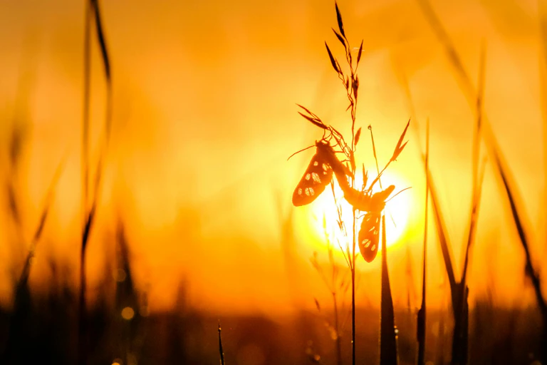 A silhouette of two insects on a blade of grass in the blazing sunshine.