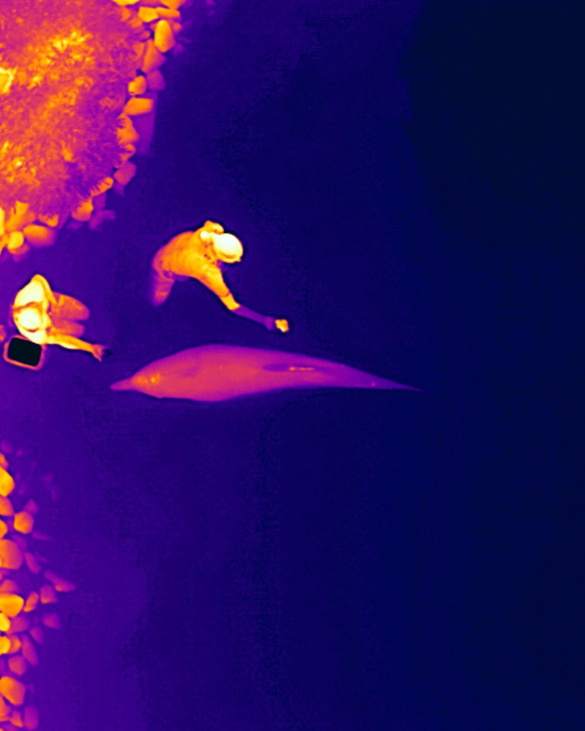 Thermal drones can track dolphin health without having to touch or disturb them