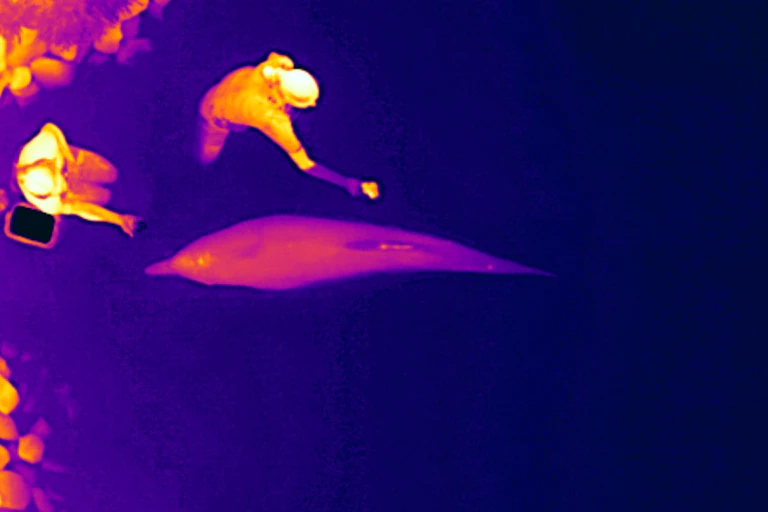 An aerial image of a dolphin, highlighted in pink and orange.