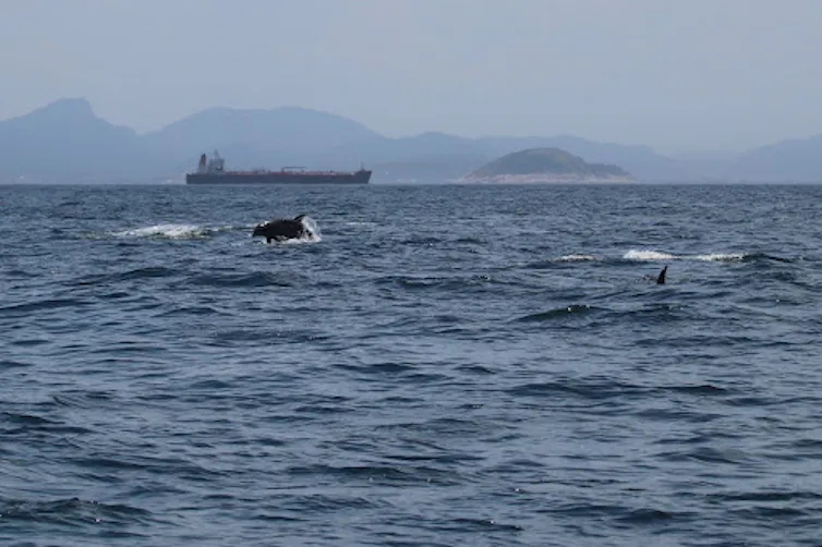 bottlenose dolphins swim with a ship in the background.