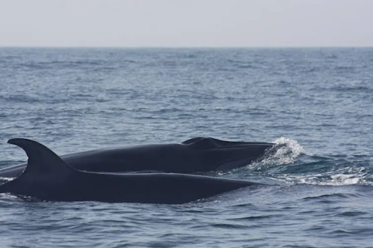 Two Bryde's whales swimming.