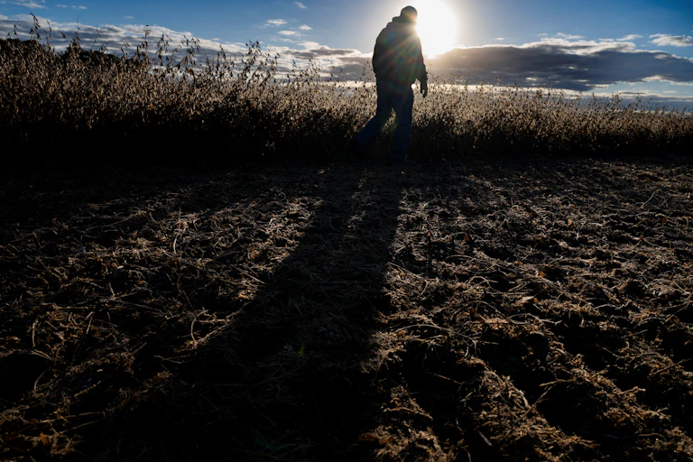 A man walks through a field of crops.