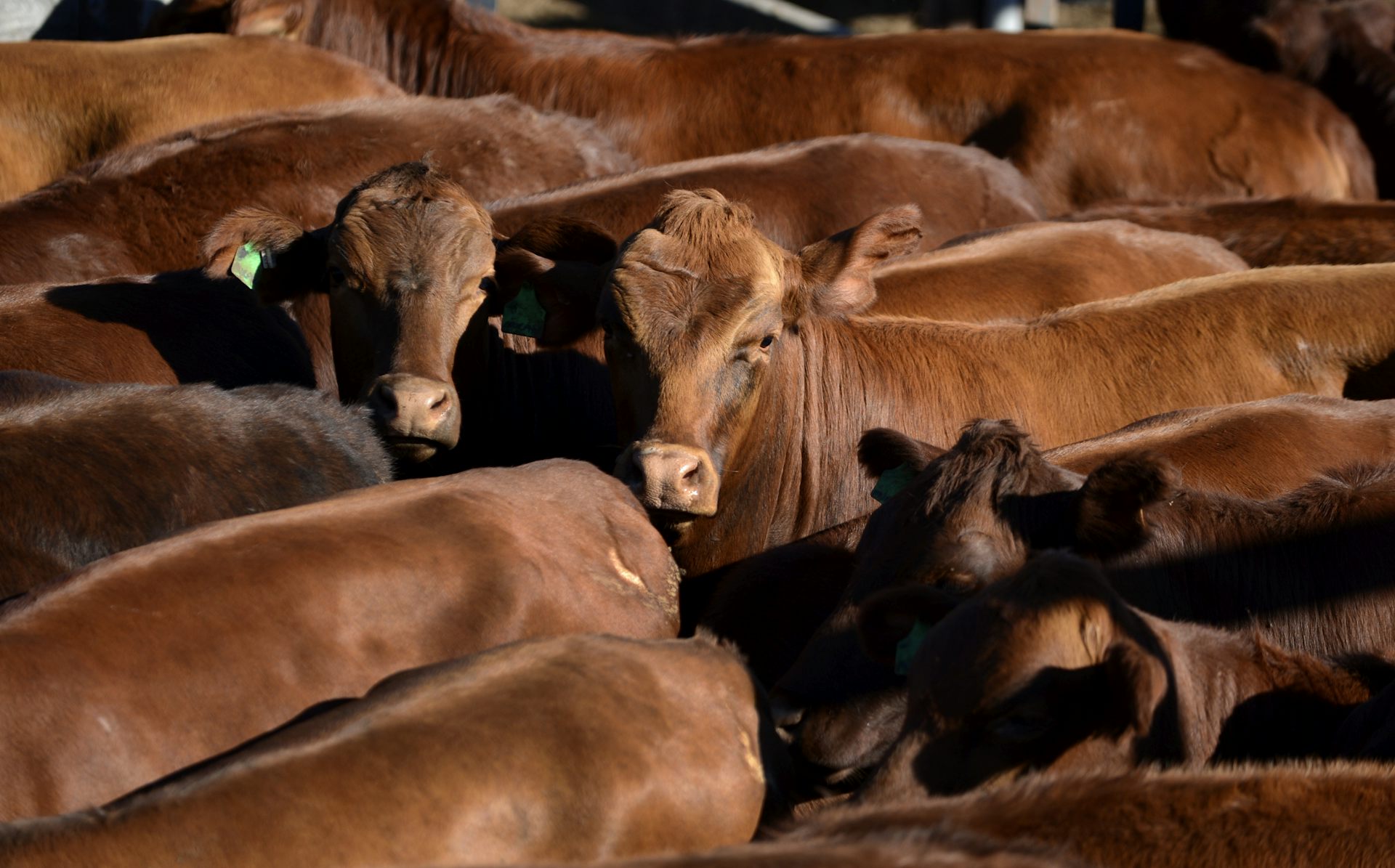 Despite new tariffs on beef, China is far from closing the door on trade with Australia