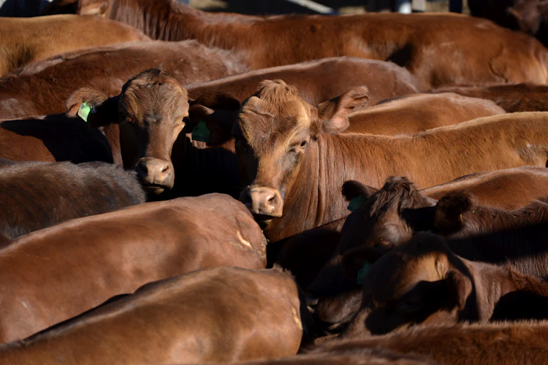 Beef cattle in a yard