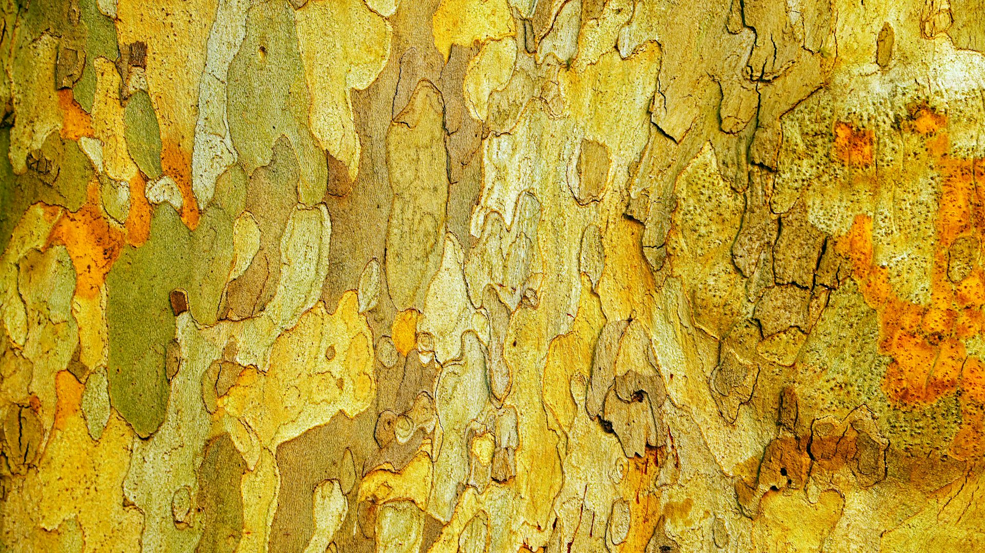 We discovered microbes in bark ‘eat’ climate gases. This will change the way we think about trees