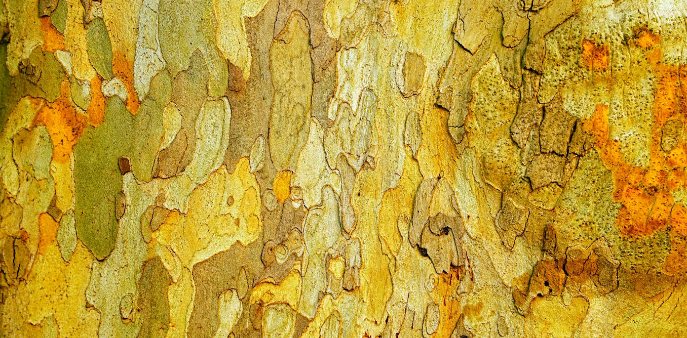 We discovered microbes in bark ‘eat’ climate gases. This will change the way we think about trees We discovered microbes in bark ‘eat’ climate gases. This will change the way we think about trees
