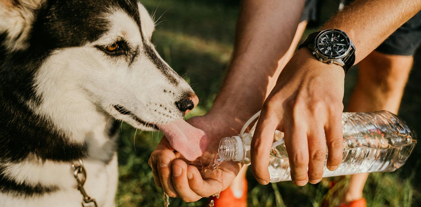 Pets suffer in extreme heat. An animal welfare expert explains how we can help them Pets suffer in extreme heat. An animal welfare expert explains how we can help them