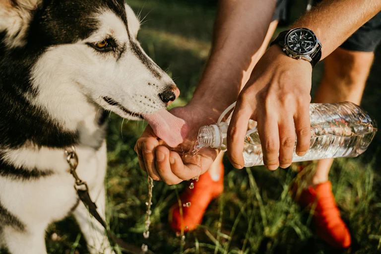 A person pouring water into their hand to help a dog drink.