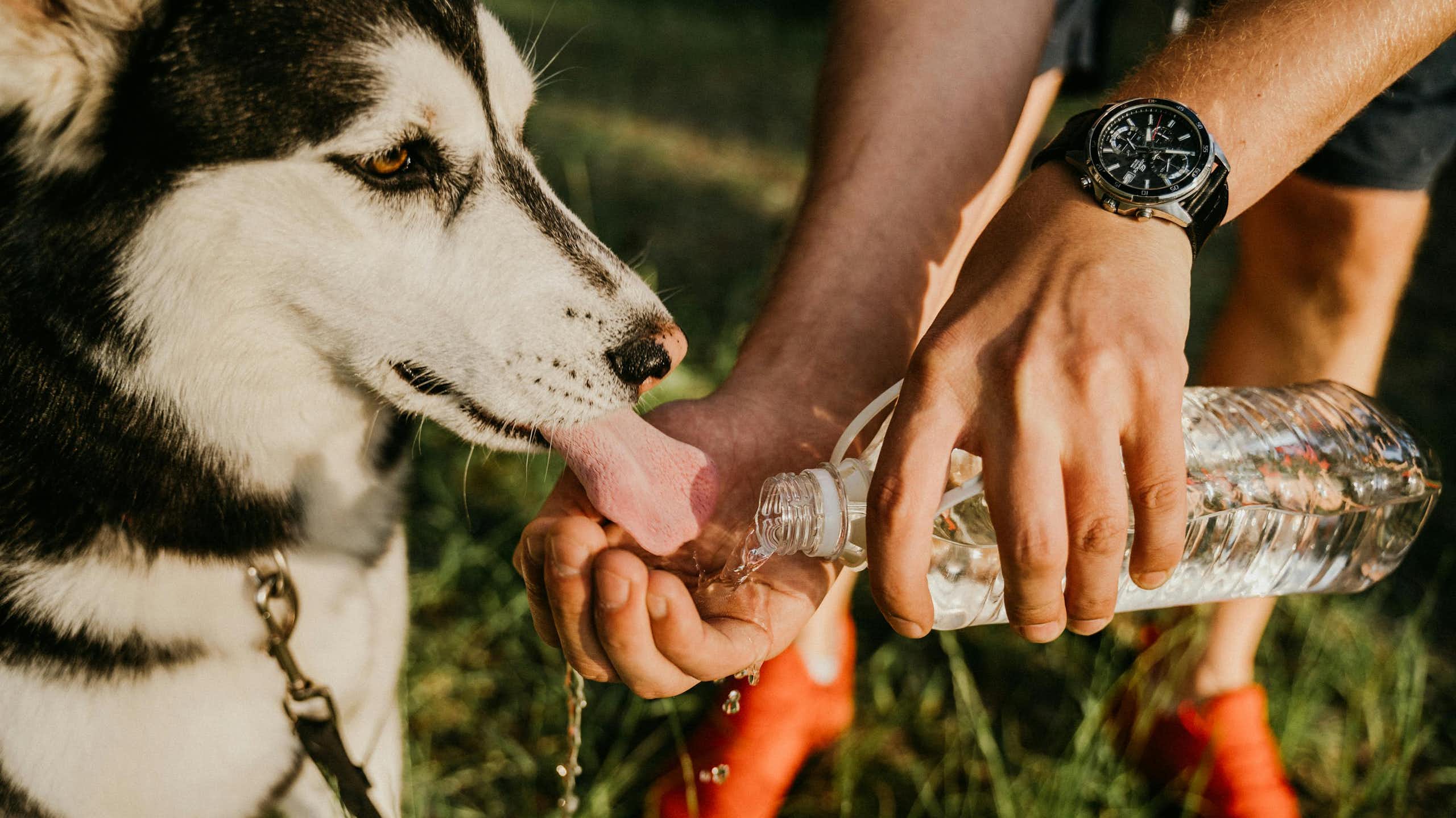 A person pouring water into their hand to help a dog drink.