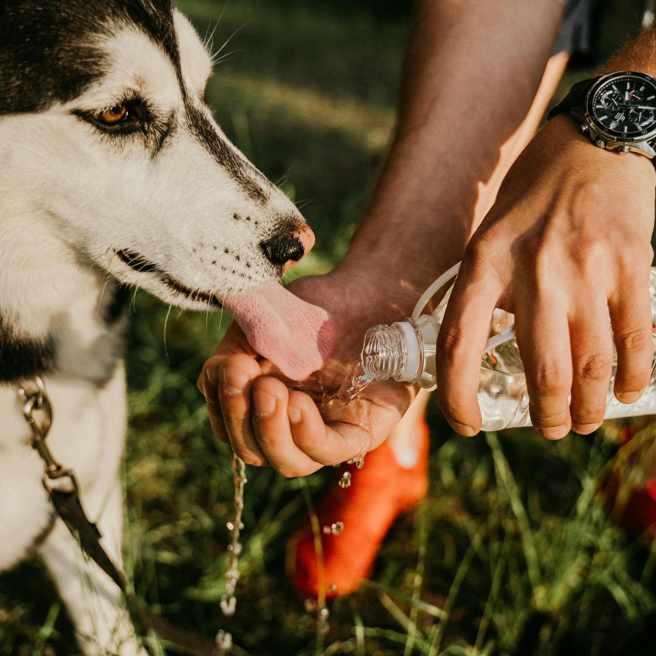 A person pouring water into their hand to help a dog drink.