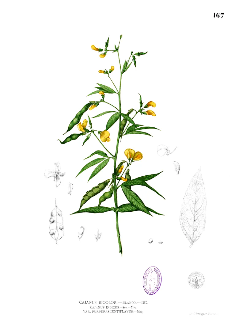 Cajanus cajan