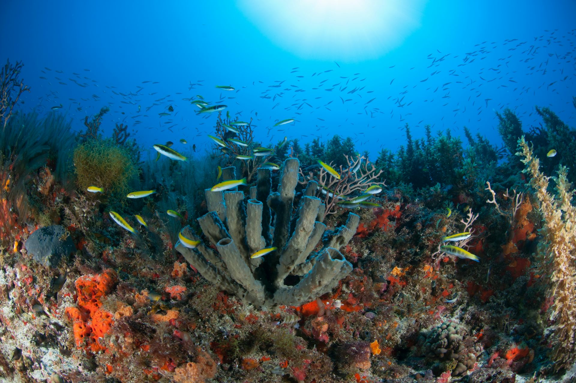 The economics of climate risk ignores the value of natural habitats