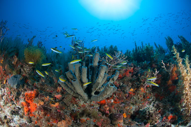 colourful coral reefs with fish in blue sea