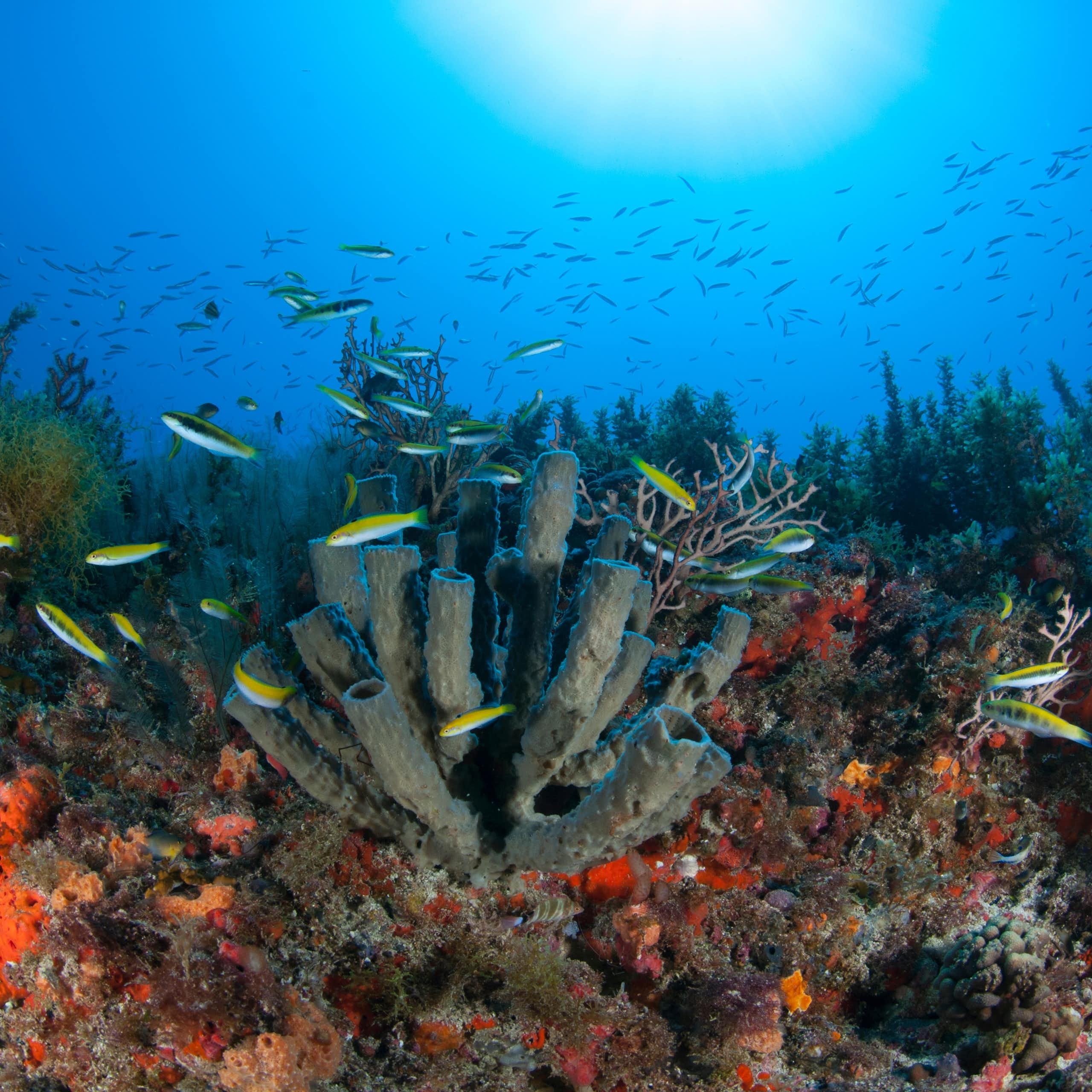 colourful coral reefs with fish in blue sea