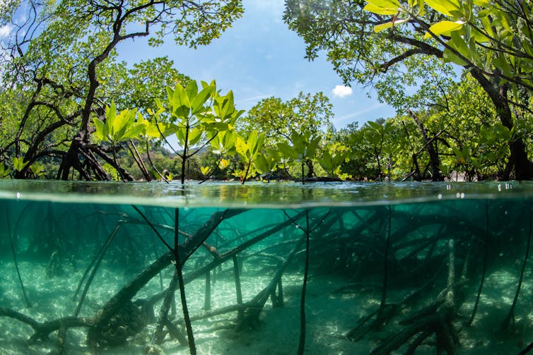 shot from underwater of mangroves trees