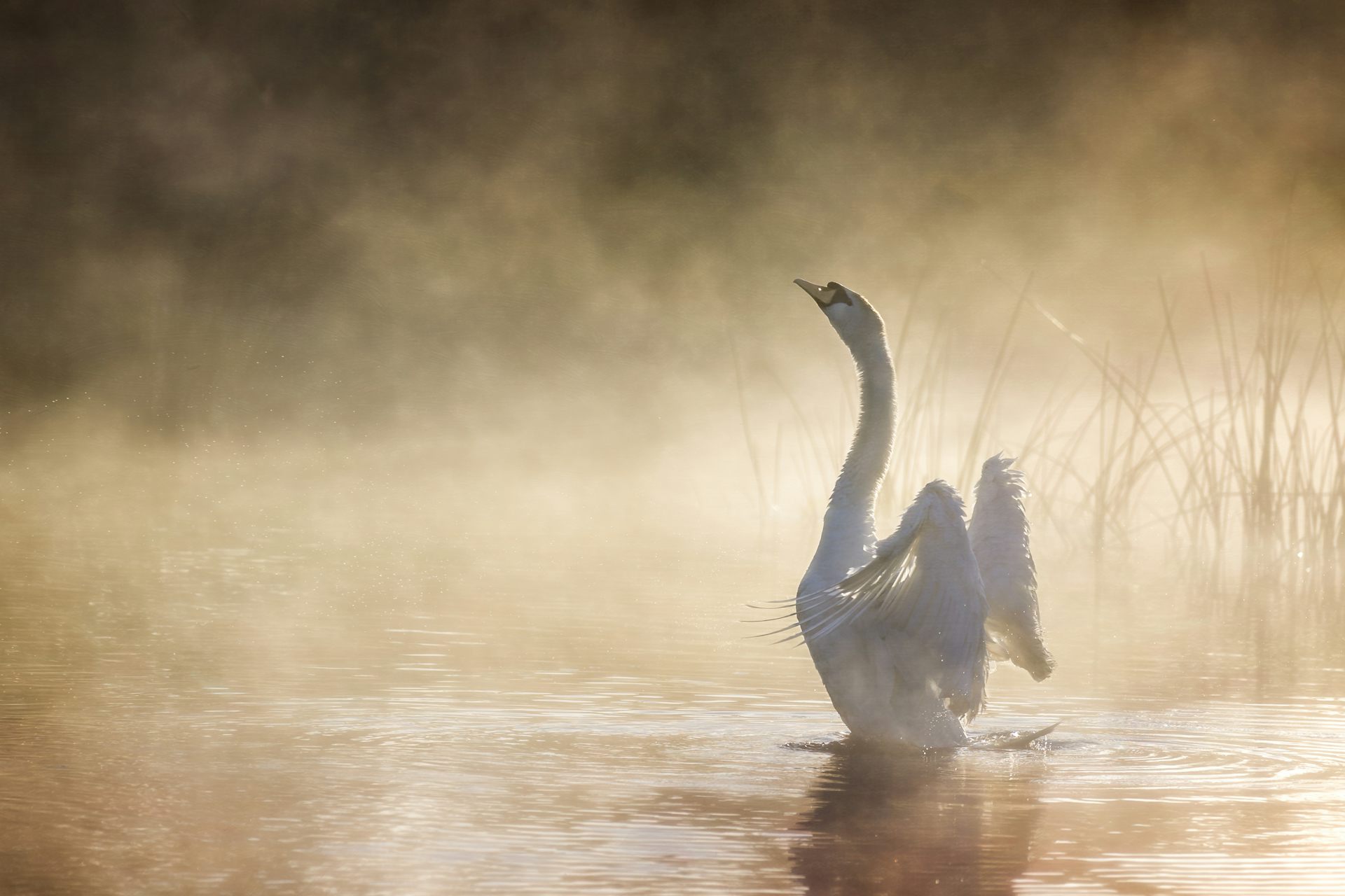 Swan stretching wings in misty river.