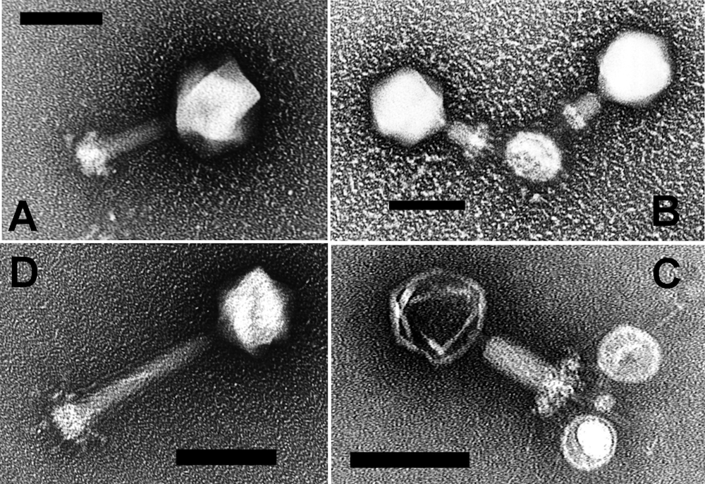 Viruses aren’t all bad: In the ocean, some help fuel the food web – a ...