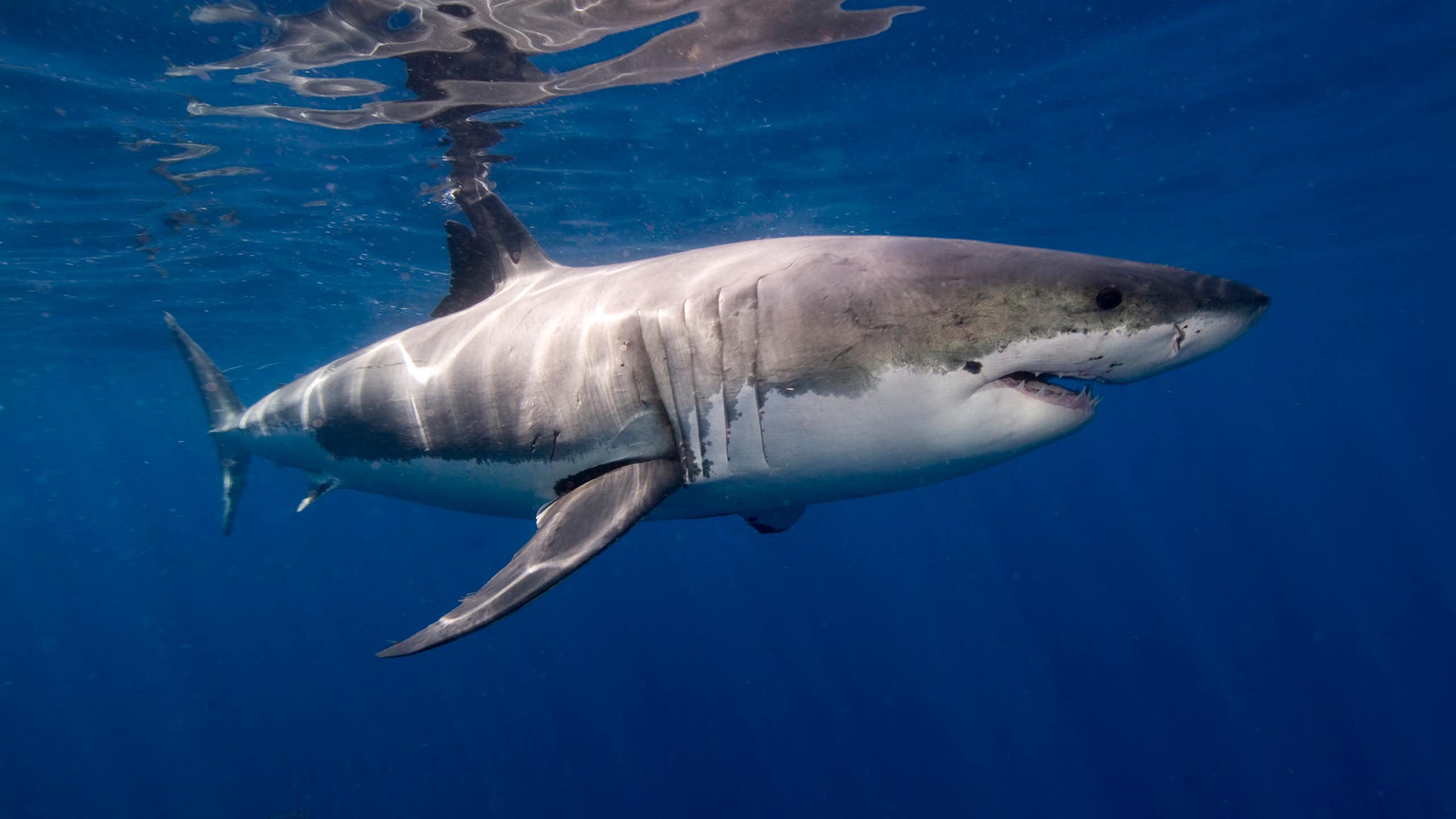 A large shark swimming in clear water