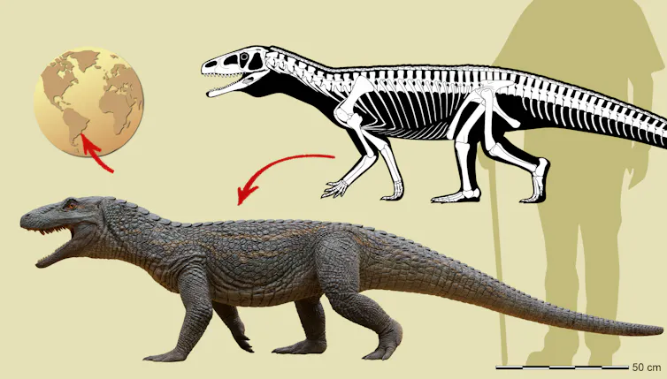 Ilustração mostra o réptil e sua ossada, sua localização no Brasil e a comparação do seu tamanho com o de um humano