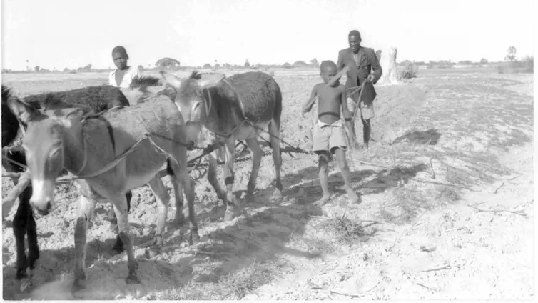 Black and white photo of donkeys drawing a plough