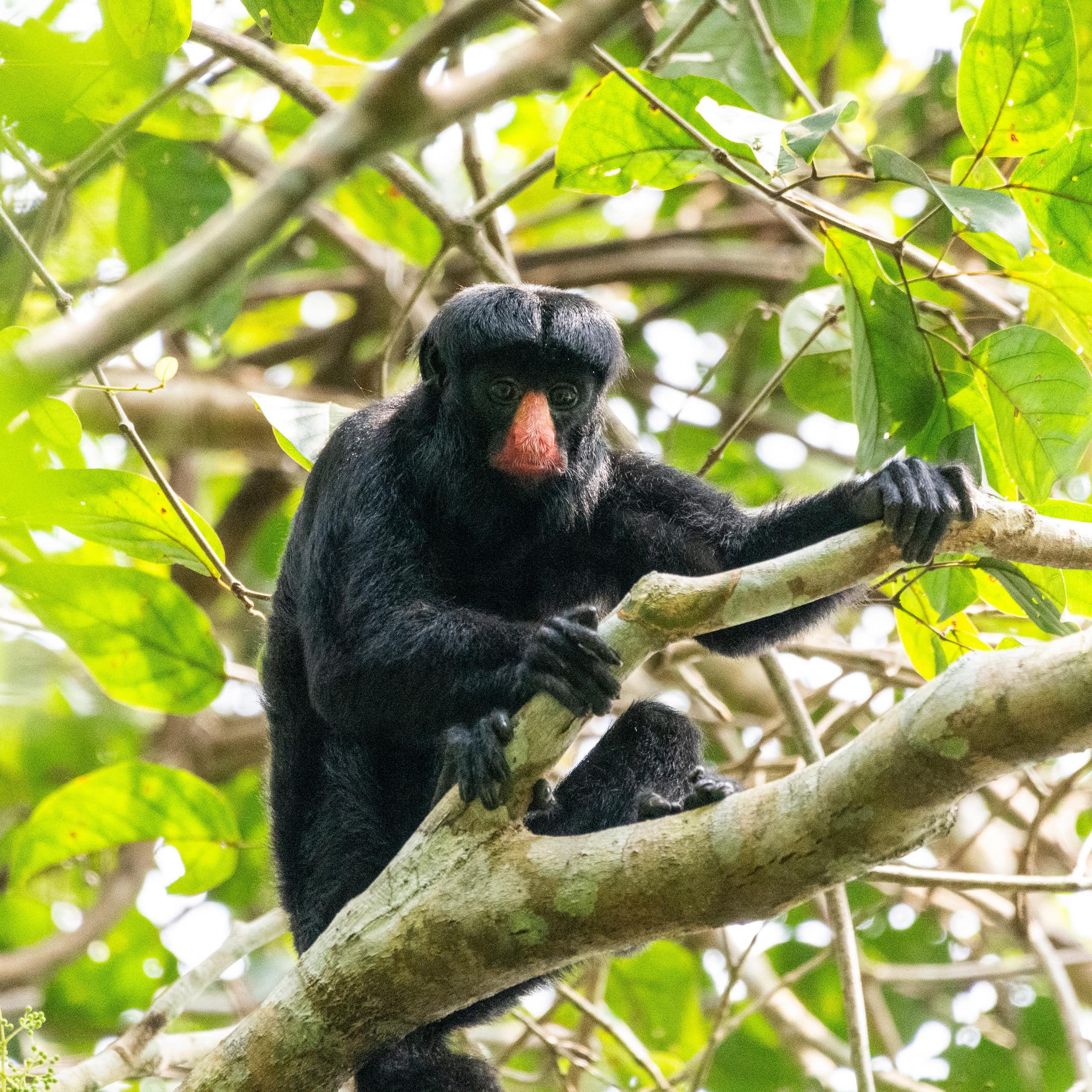 Black monkey with red nose perches in tree