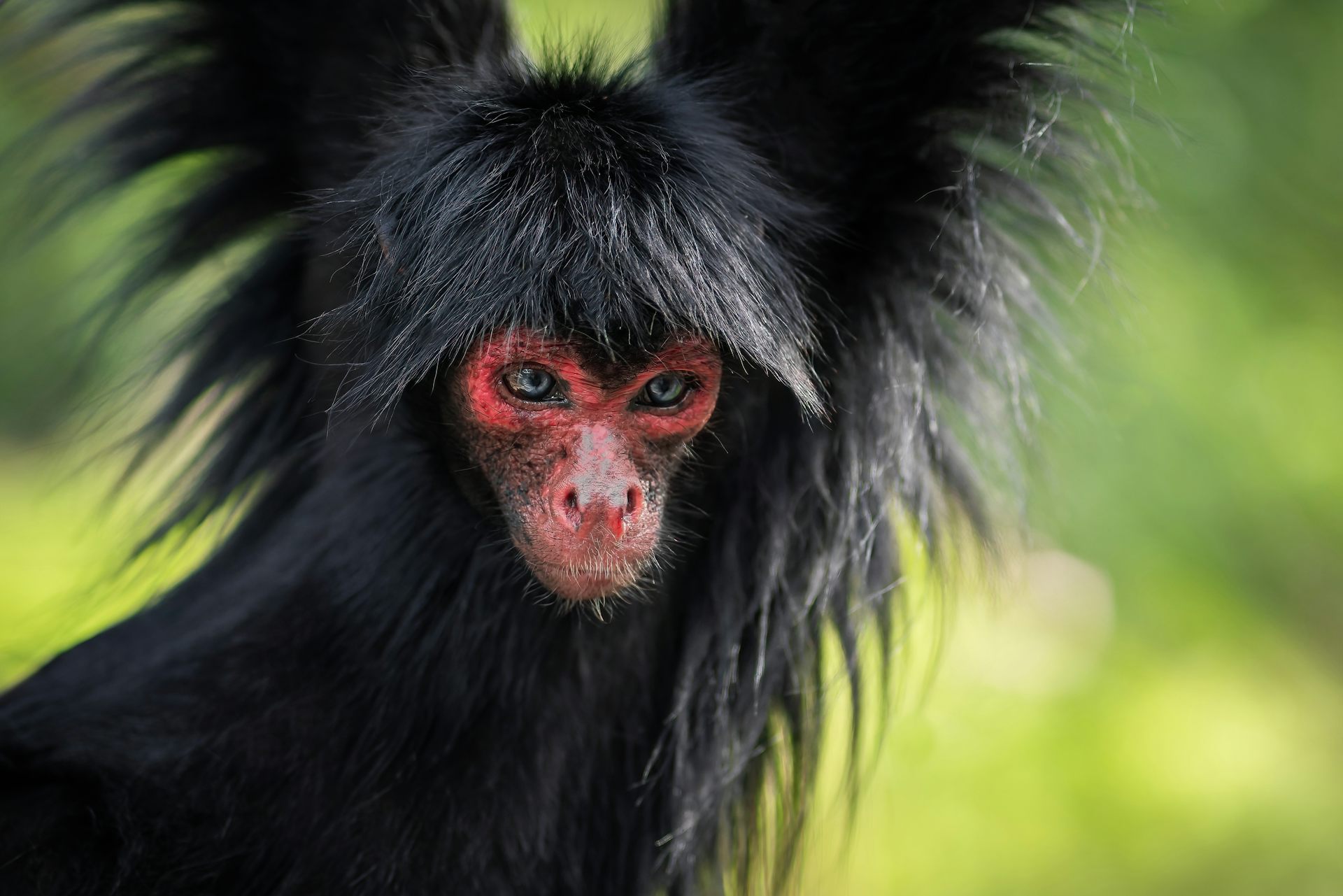 Close up of black long-haired monkey with pink face