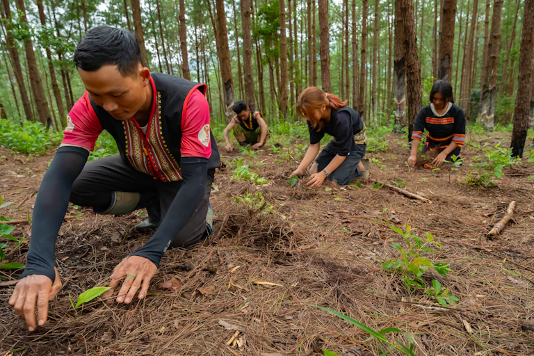 people planting trees in forest