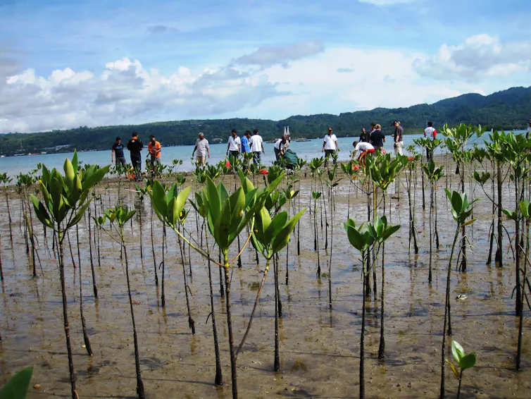 people planting mangrove saplings on foreshore by water