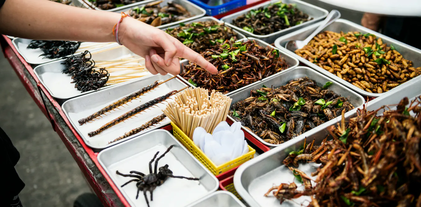 6000 Insects Eating insects: A sustainable solution or an overhyped idea?