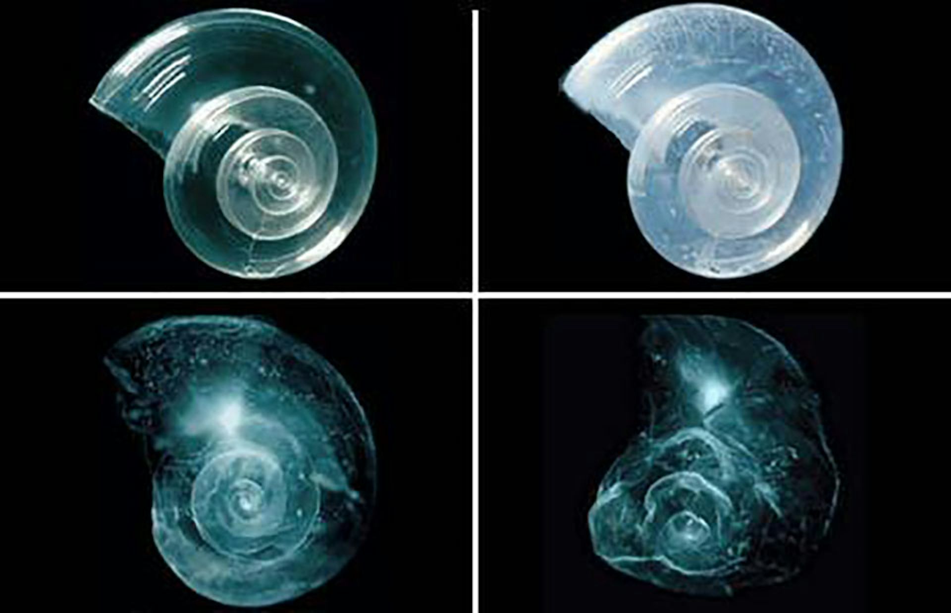 For images show a shell slowly dissolving over time.