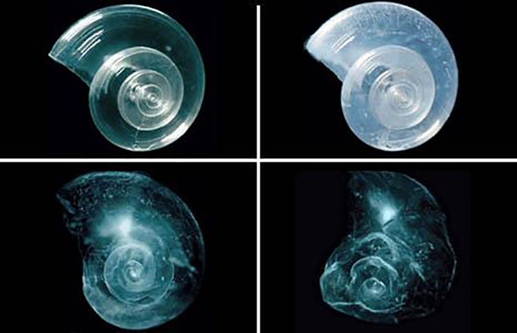 Local weather engineering would adjust the oceans, reshaping marine existence – our new learn about examines every approach’s dangers 1 For images show a shell slowly dissolving over time.