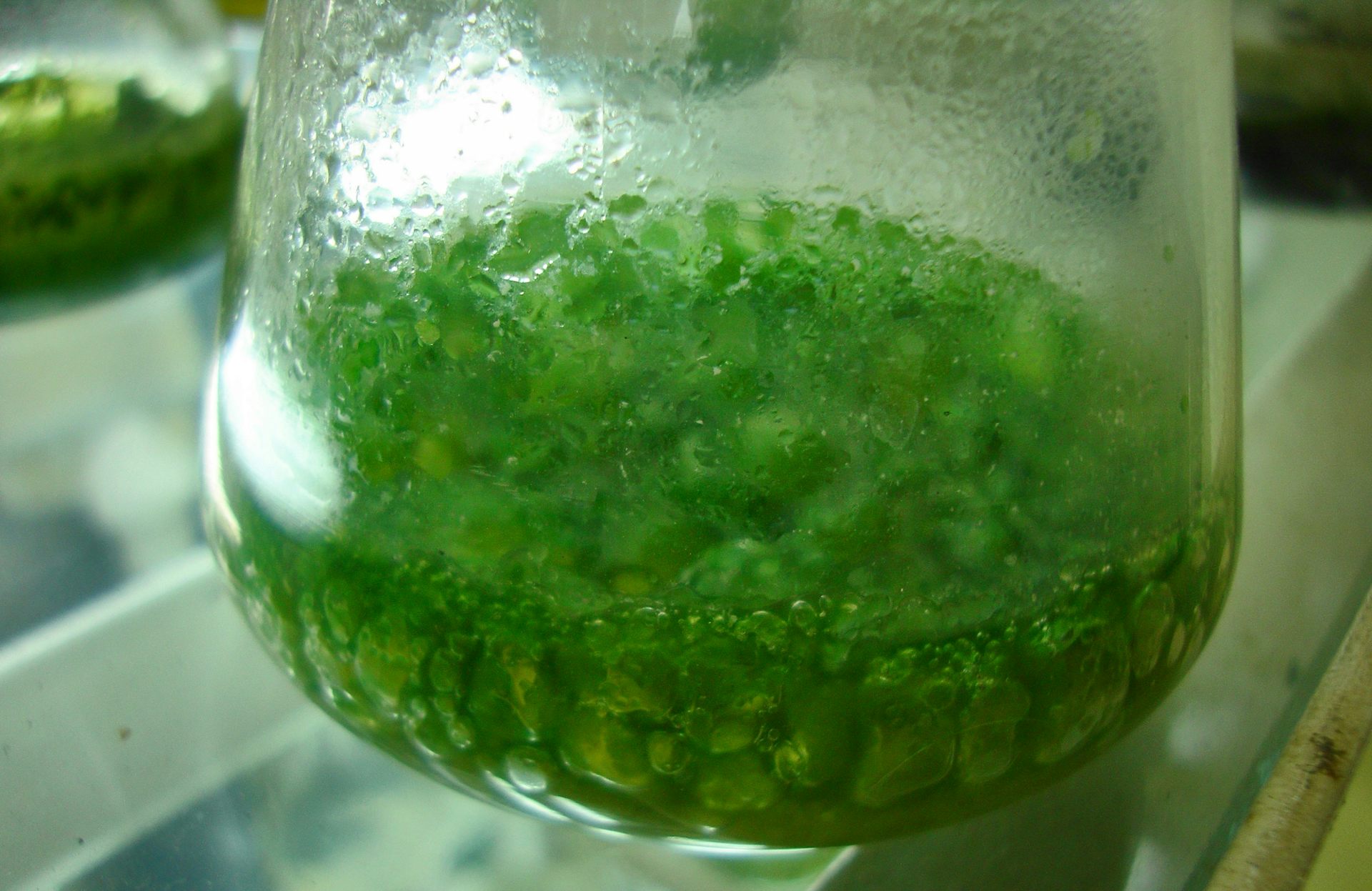 A glass beaker with cyanobacteria growing inside.