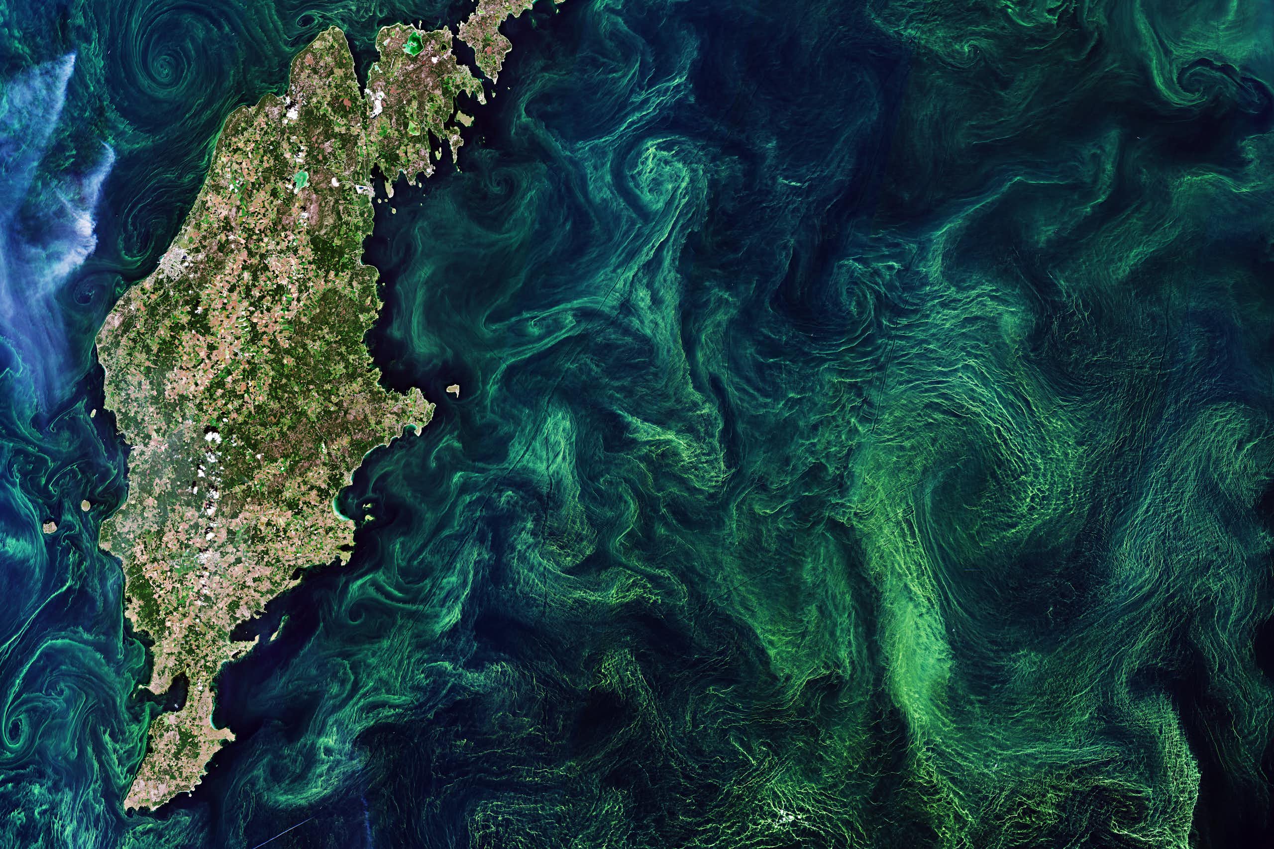 Swirls of green phytoplankton blooms in the ocean off the coast look like a painting.