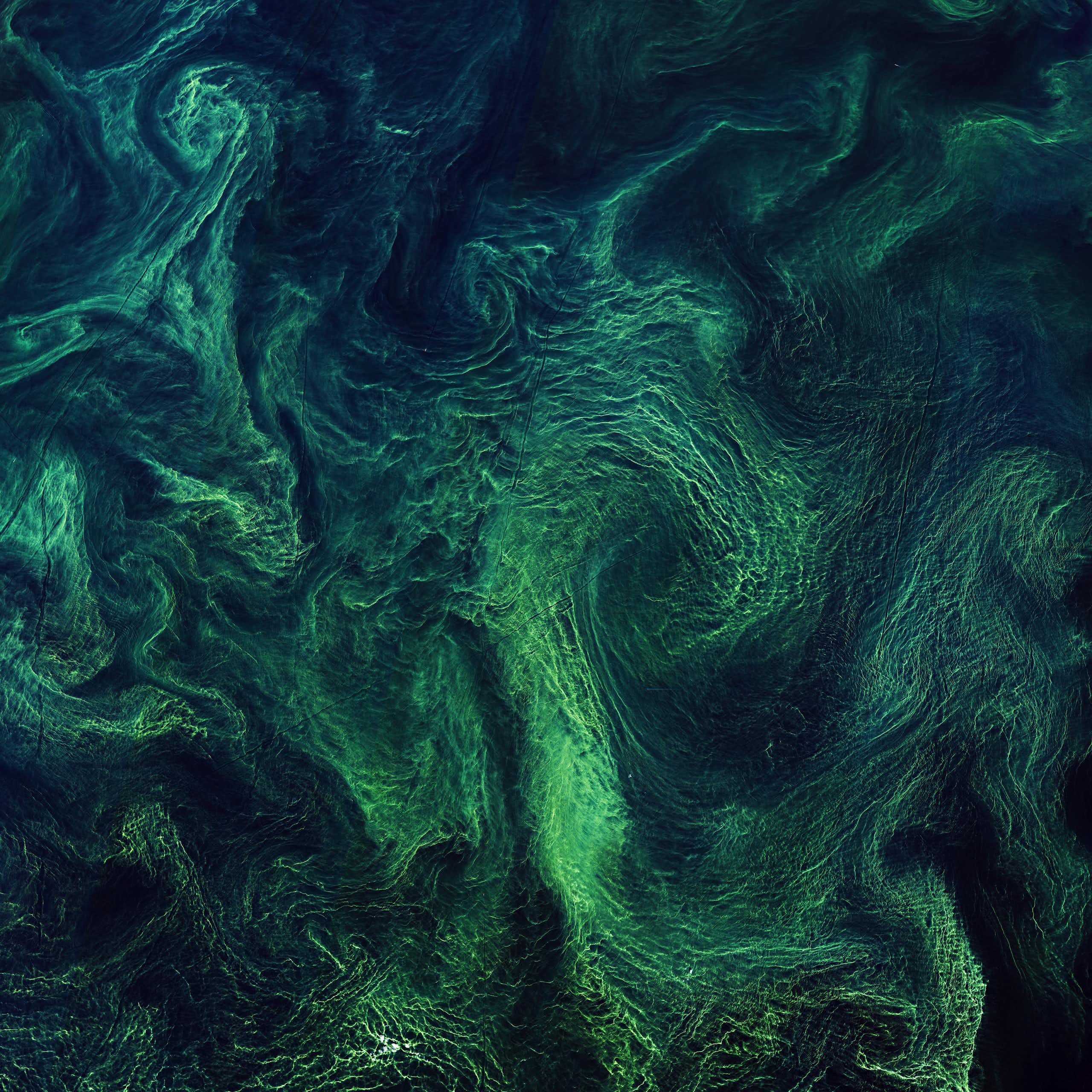 Swirls of green phytoplankton blooms in the ocean off the coast look like a painting.
