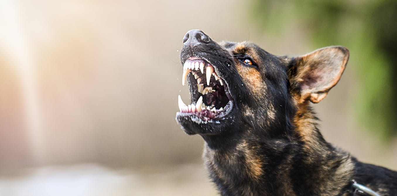 Australia needs a canine brain bank to reduce the risk of dog attacks Australia needs a canine brain bank to reduce the risk of dog attacks