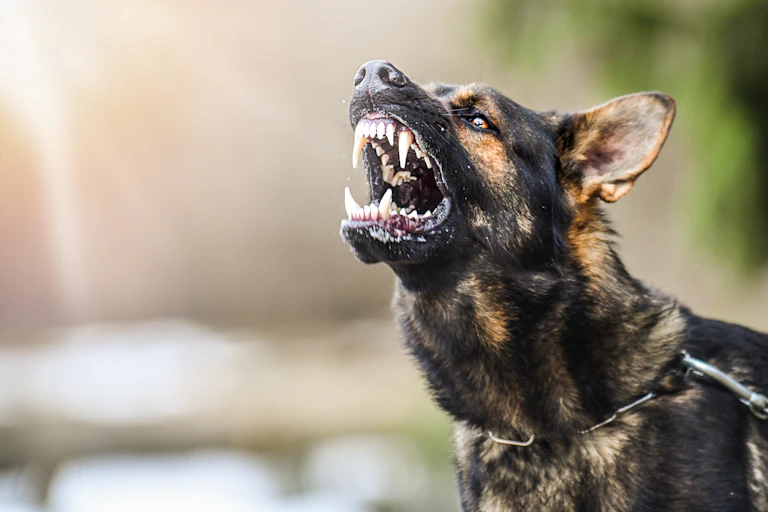 A brown and black dog, snarling and showing its teeth.