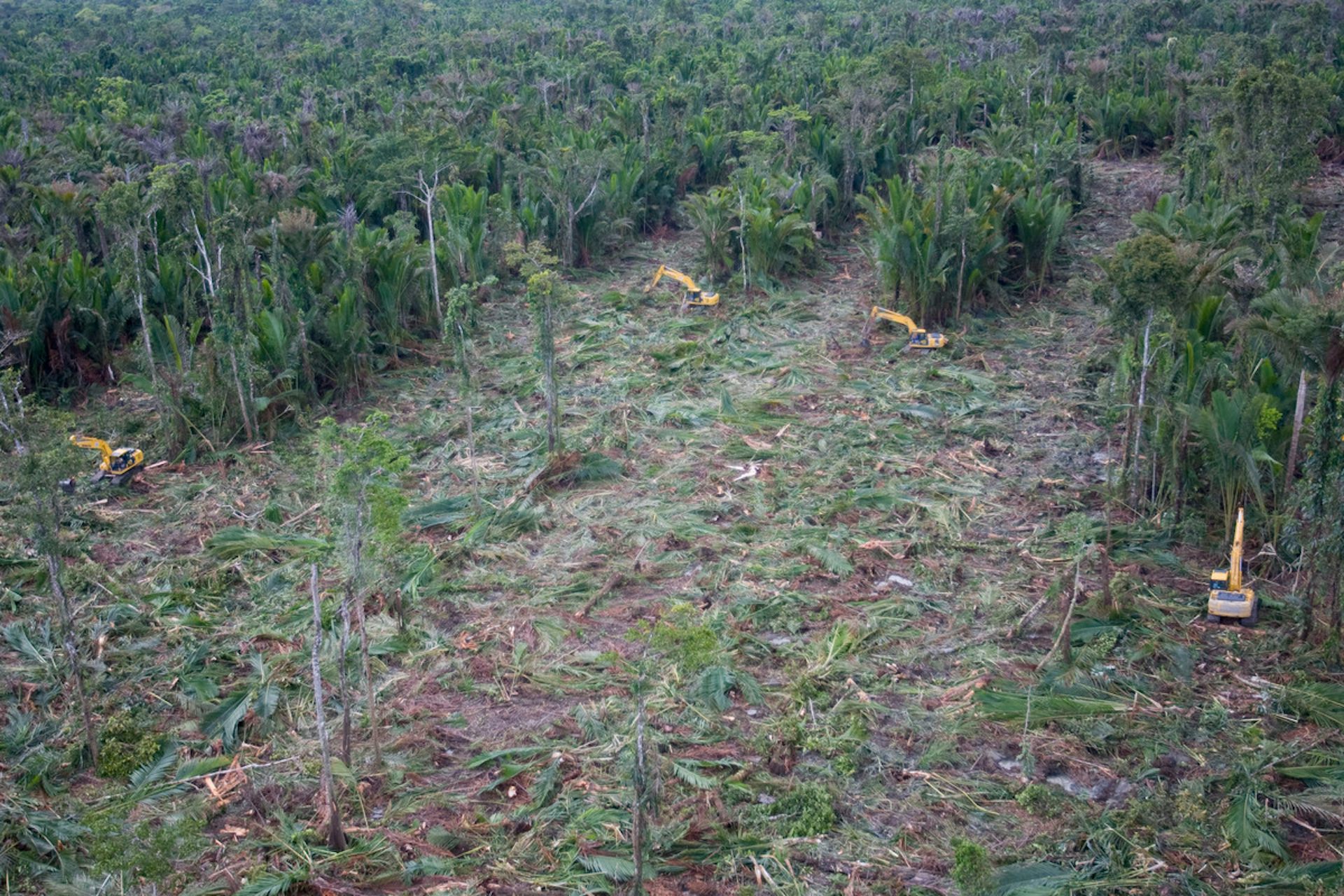 pembabatan hutan papua