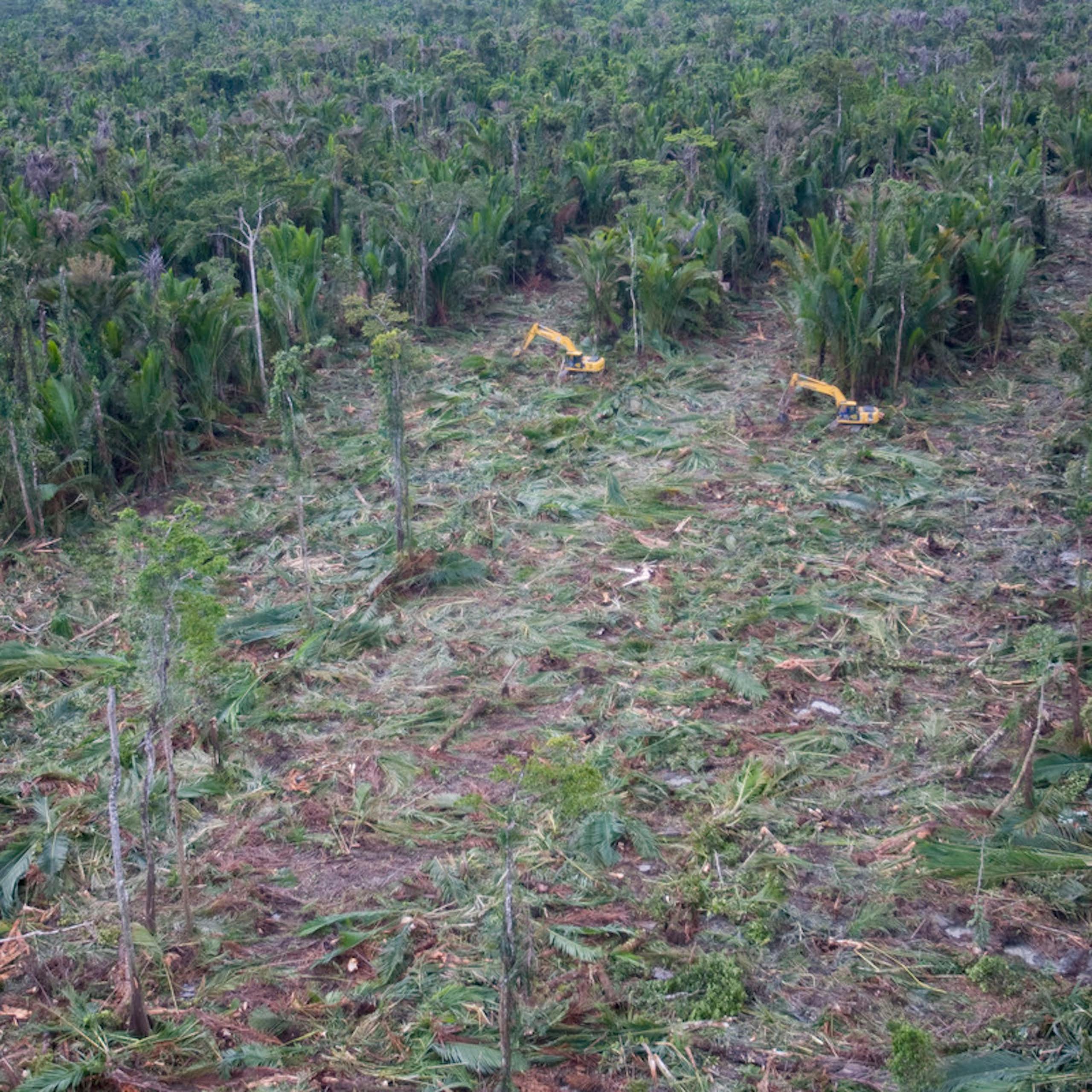 pembabatan hutan papua
