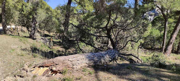 Methuselah and immortality within the plant international 1 file 20260112 64 8h3vyt.jpg?ixlib=rb 4.1